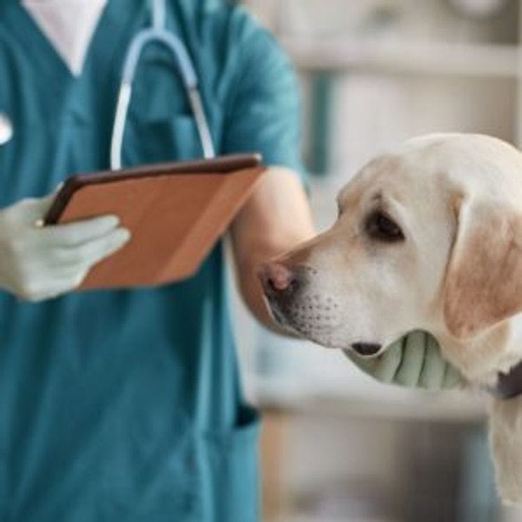 Romania's Digitail Secures €11M to Scale Vet Clinic Software